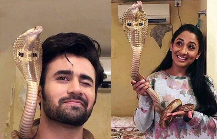 Актеры сериала Воин Нагараджуна арестованы за жестокое обращение с коброй